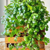 6 Green Swedish Ivy Plants, Plectranthus Plants Live, 4 Inches Potted, Live Swedish Ivy Plant Pot, Swedish Ivy Live Plant for Growing Indoor Outdoor