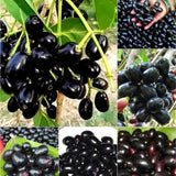 Jamun Plum Bush Live Plant, 2.5 Feet Tall in 1 Gallon Pot, Black Plum Plants for Outdoor Planting, Sweet Jambul Trees, High Yielding, Ready to Fruit