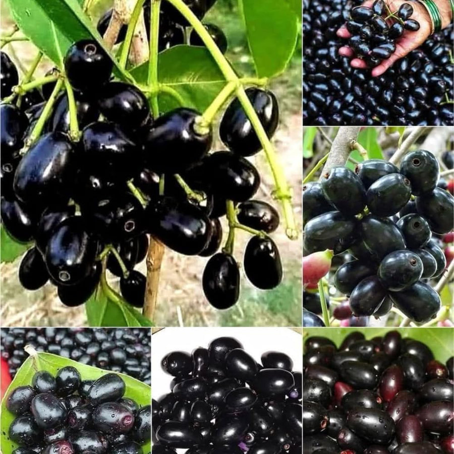 Jamun Plum Bush Live Plant, 2.5 Feet Tall in 1 Gallon Pot, Black Plum Plants for Outdoor Planting, Sweet Jambul Trees, High Yielding, Ready to Fruit