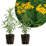2 Texas Tarragon Live Plants, Texas Tarragon Herb Plant, 4 to 6 Inches Tall, Well Rooted Herb Plants for Growing