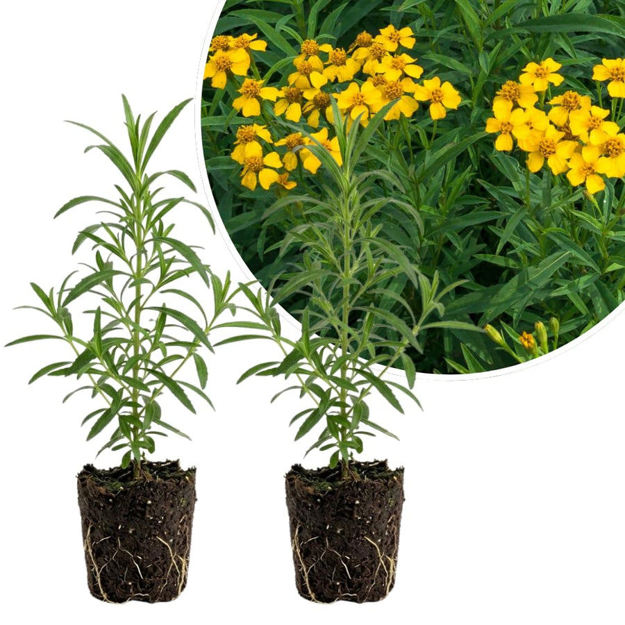 2 Texas Tarragon Live Plants, Texas Tarragon Herb Plant, 4 to 6 Inches Tall, Well Rooted Herb Plants for Growing