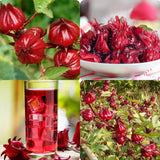 2 Roselle Hibiscus Plants Live, Sabdariffa Roselle Hibiscus Plants for Outdoor Planting in 4 Inc Pot, 2PPP, High Yielding, 3-6 Inches Tall