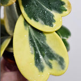 Rare Hoya Kerrii Plant Live, Variegated Hoya Heart Plant in 2'' Pot, Succulent Indoor Outdoor Houseplant