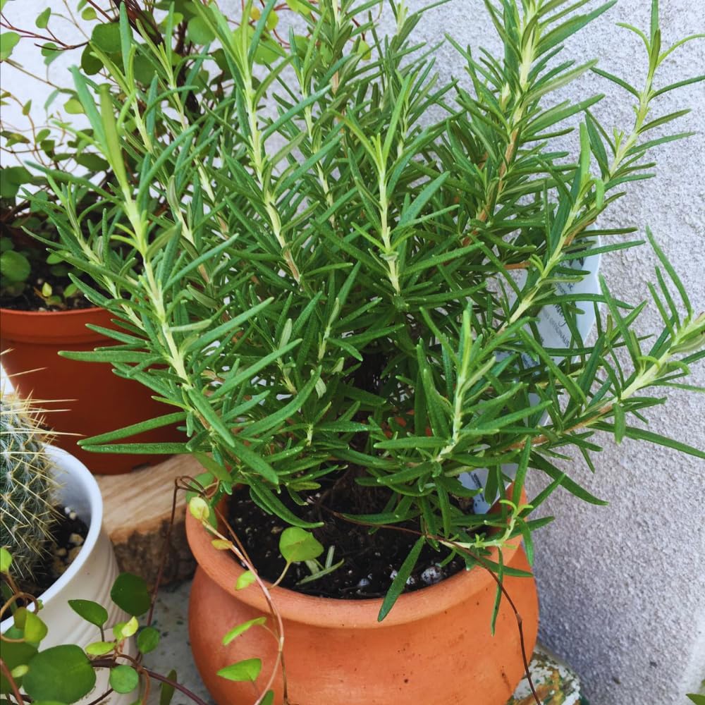 4 Inc Pot Rosemary Plant Live in Pot, Rosemary Herb Plant, 5 to 7 Inc Tall, Fragrant Culinary Herb Garden