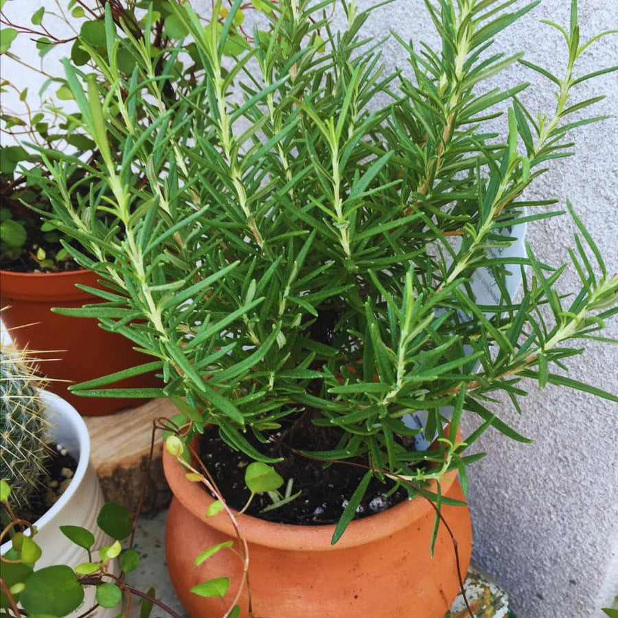 4 Inc Pot Rosemary Plant Live in Pot, Rosemary Herb Plant, 5 to 7 Inc Tall, Fragrant Culinary Herb Garden