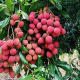 Lychee Tree Live, 3 Feet Tall Litchi Fruit Tree, Sweet Tropical Lychee for Outdoor or Indoor Planting