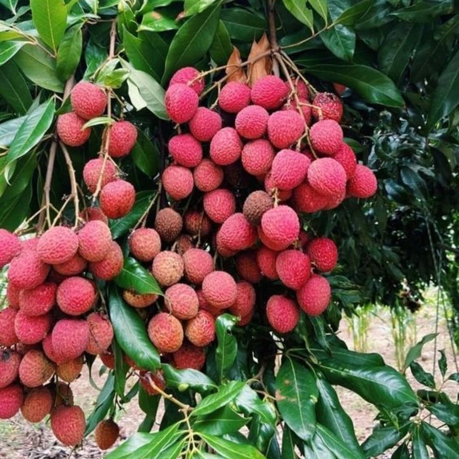 Lychee Tree Live, 3 Feet Tall Litchi Fruit Tree, Sweet Tropical Lychee for Outdoor or Indoor Planting