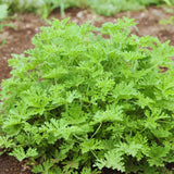 3 Citronella Plants Live, Live Citronella Plants Indoor Outdoor, Zone 9 to 11