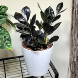 Black ZZ Plant, 3 Inch Pot - Black Zz Live Houseplant Potted for Home Garden, Office, Rare Tropical Plants
