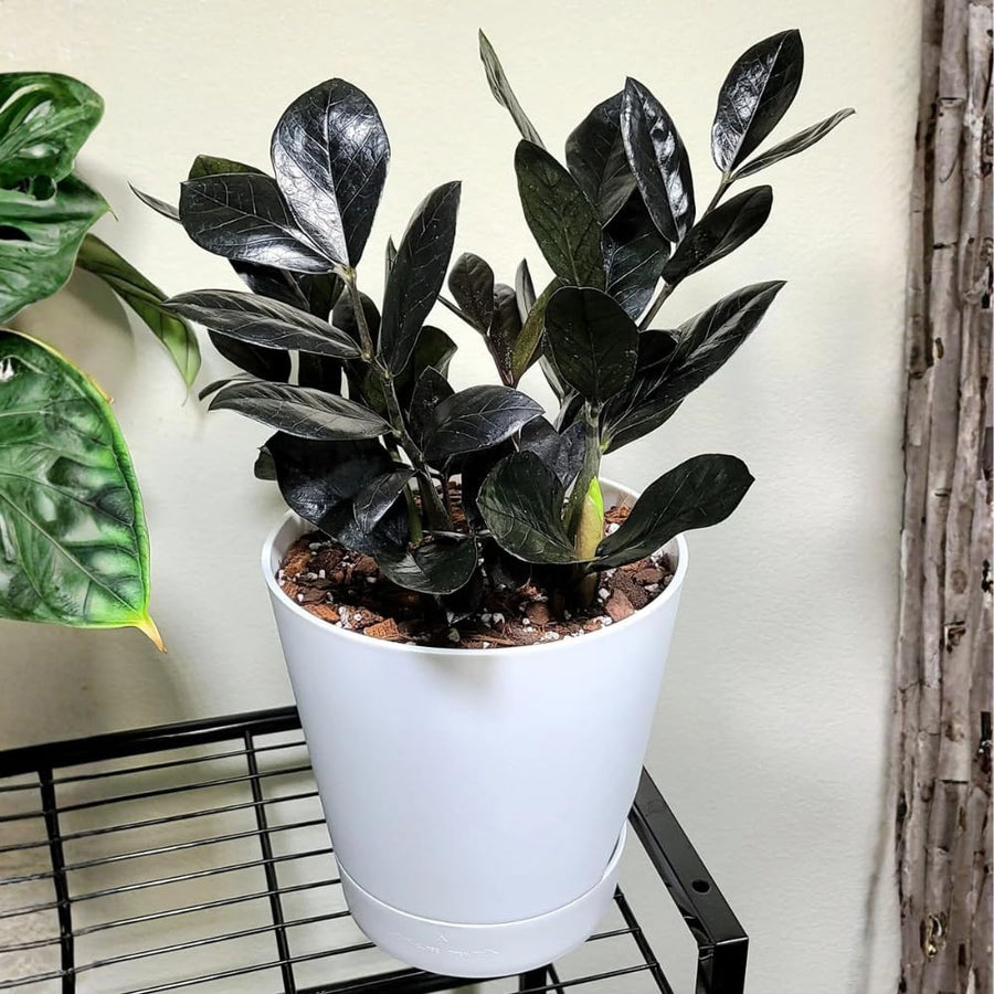 Black ZZ Plant, 3 Inch Pot - Black Zz Live Houseplant Potted for Home Garden, Office, Rare Tropical Plants