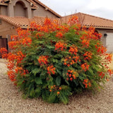 Red Orange Mexican Bird of Paradise Plant Live in Pot, 6-10" in Tall Well-Rooted Seedling for Outdoor Growing, Peacock Plant