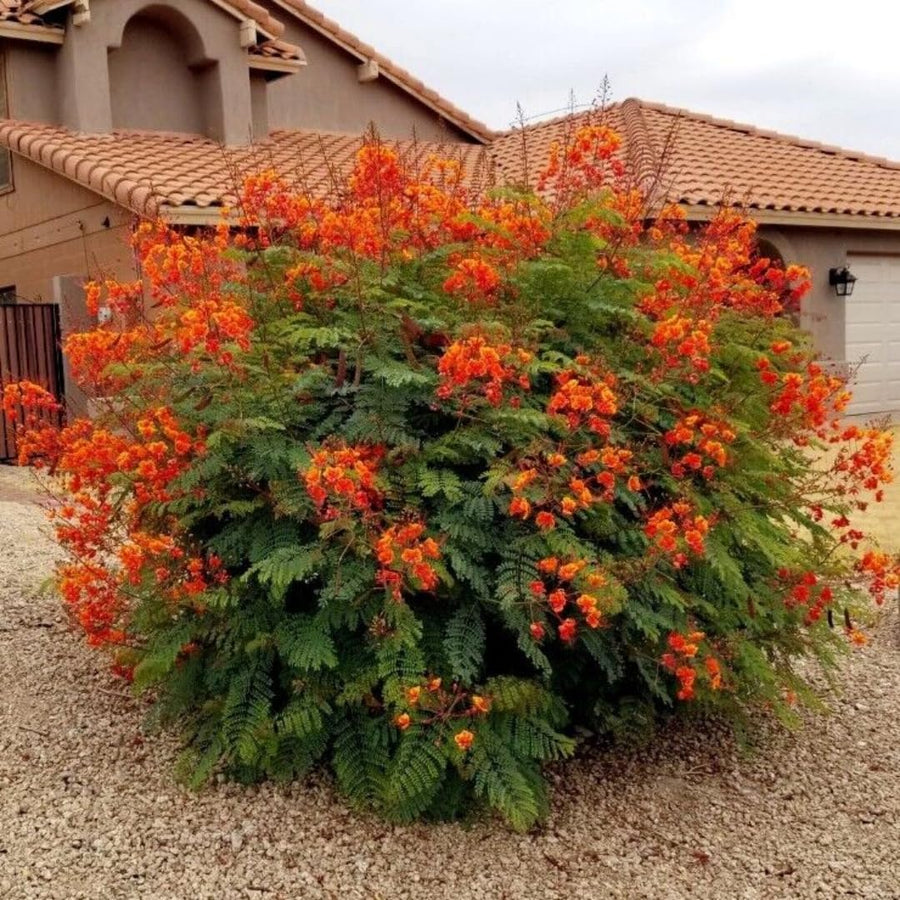 Red Orange Mexican Bird of Paradise Plant Live in Pot, 6-10" in Tall Well-Rooted Seedling for Outdoor Growing, Peacock Plant