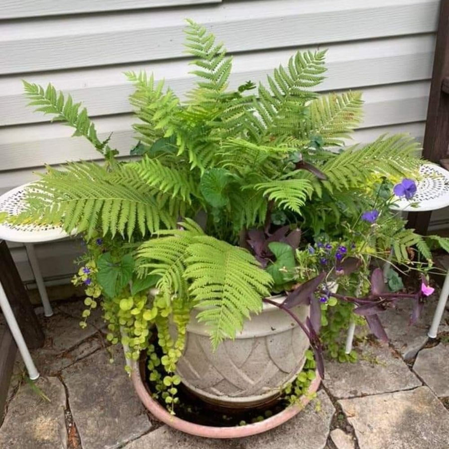 5 Ostrich Fern Bare Root Rhizomes Plant, Live Fern Plants for Shade Gardens, Hardy Outdoor Perennials Plant