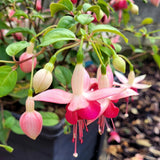 Fuchsia Plant, 3 to 4 Inch Tall Fuchsia Plants Live, Hanging Fuchsias Plants Well Rooted for Planting, Hardy Fuchsias Live Plants, Perennial, Colorful Flowers (Dark Pink Flowers)