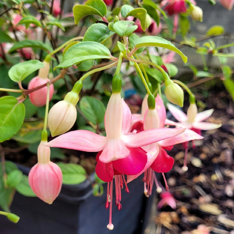 Fuchsia Plant, 3 to 4 Inch Tall Fuchsia Plants Live, Hanging Fuchsias Plants Well Rooted for Planting, Hardy Fuchsias Live Plants, Perennial, Colorful Flowers (Dark Pink Flowers)
