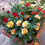 2 Mix Rose Plants Live, Rose Bush Live Plants, Fragrant Rose Flowers, Well Rooted 5-10 Inch Tall