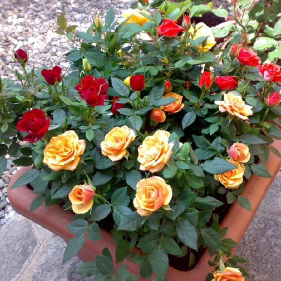 2 Mix Rose Plants Live, Rose Bush Live Plants, Fragrant Rose Flowers, Well Rooted 5-10 Inch Tall