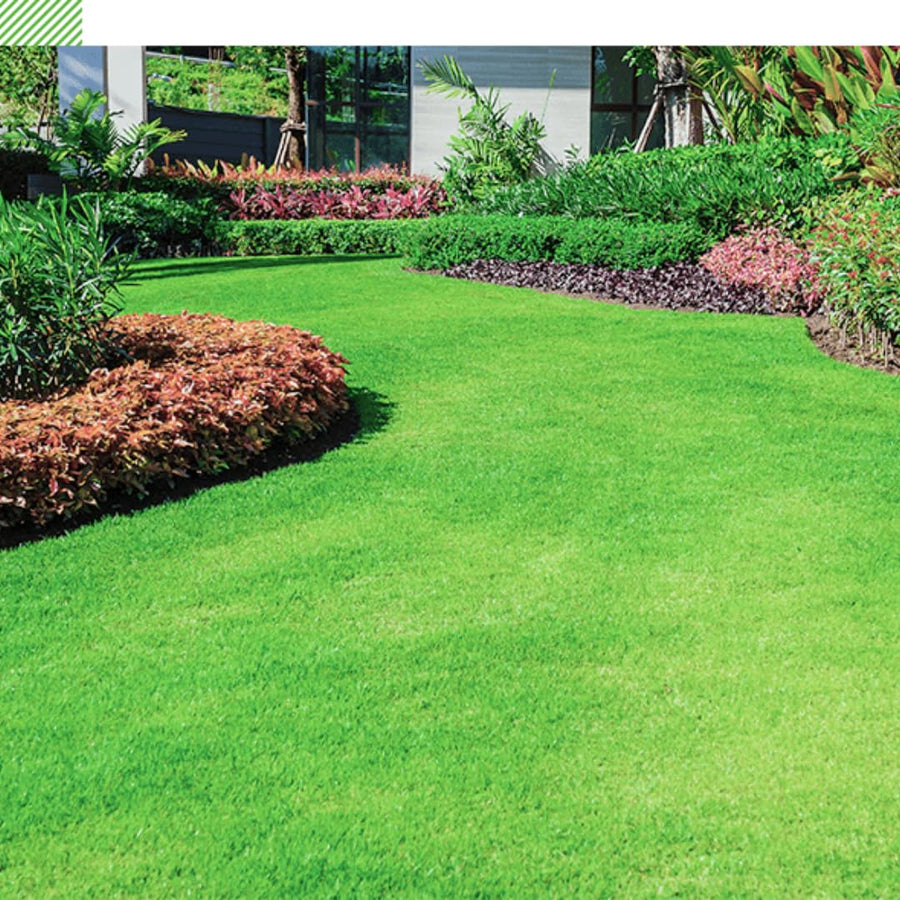 10000 Emerald Zoysia Grass Seeds for Lawn, Emerald Zoysia Grass Seeds, Lawngrass Seed, Drought Tolerant for Outdoor Lawn and Garden