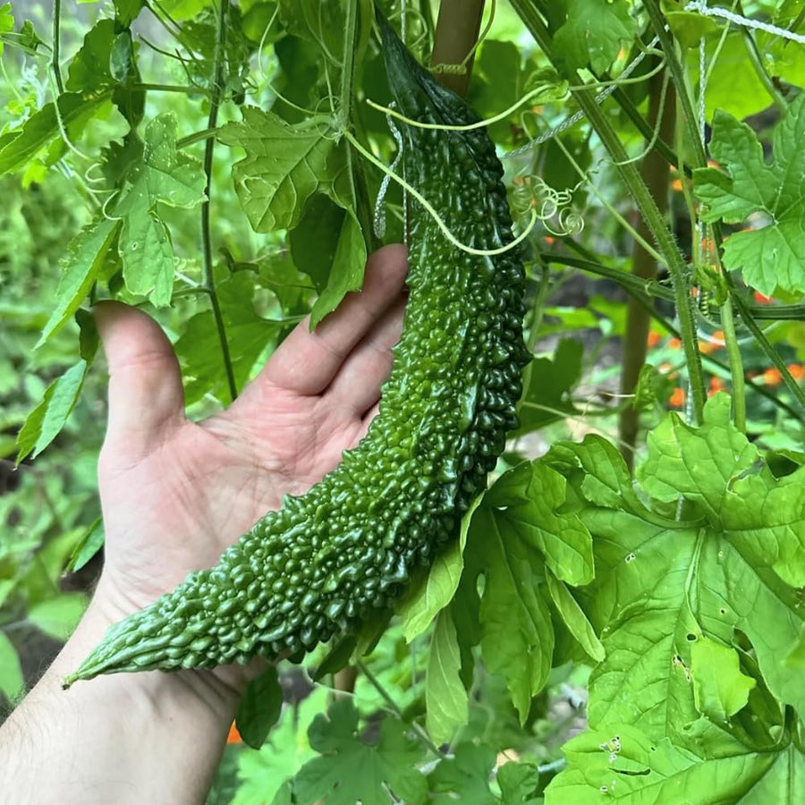 Bitter Melon Plant, 4-8 Inch Tall Plant in 4 Inch Pot - Green Bitter Gourd Vegetable Vine Plant for Outdoor Garden Trellis
