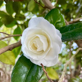 Camellia Plant Live, Camellia Flower Shrub, Well-Rooted in Pot, Cold Hardy Plant for Indoor Outdoor, 8-12'' Tall (White)