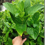 White Pink Hydrangea Plant Live Tree, Rare Color, 4" Pot, Perennial and Hardy Blooming Shrub for Garden Spring Planting