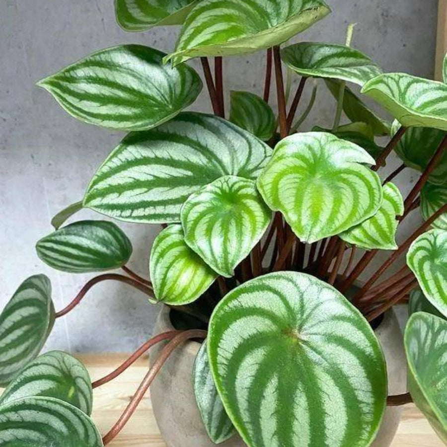 Peperomia Live Plant, Size 4 to 6 Inch Tall - Peperomia Watermelon Plant, Rooted Peperomia Houseplant Starter Plant Without Pot