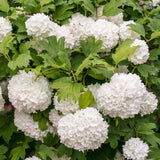 Live Viburnum Bush in 4 Inch Pot, Hardy Flowering Shrub for Outdoor Garden, Landscape or Hedge (Old Fashioned)