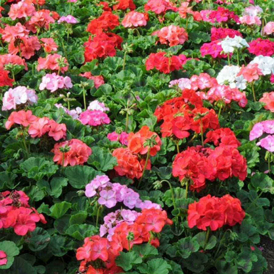 4 Mixed Geranium Plants Live, 5 to 6 Inches Tall, Geranium Flower Plants Indoor Outdoor, Well Rooted, Geraniums Live Plant