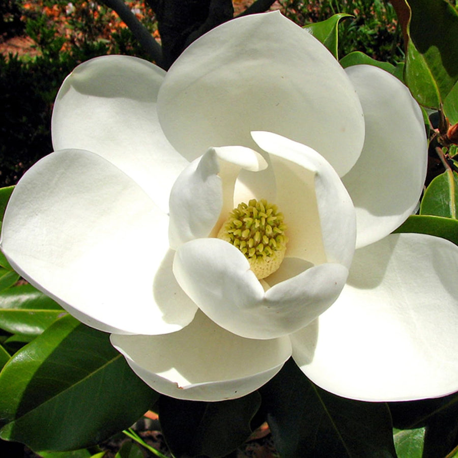 Sweetbay Magnolia Plant Live 8-14 Inch Tall, Fragrant Magnolia Bush Live Plant, Magnolia Flowers for Enhancing Your Garden