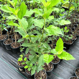 Black Apple Tree Live Plant for Planting, 18-24 Inch Height, Bareroot, Sweet Apple Plant Live for Planting, Live Apple Tree Plant, Black Apple Fruit Tree