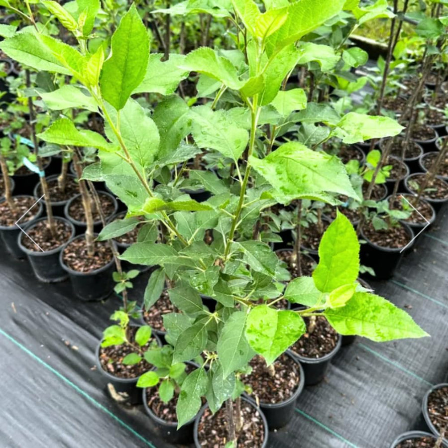 Black Apple Tree Live Plant for Planting, 18-24 Inch Height, Bareroot, Sweet Apple Plant Live for Planting, Live Apple Tree Plant, Black Apple Fruit Tree