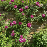 Purple Red-Pink Stripes Climbing Roses Live Plants 7 Months Old, Rose Bushes Ready to Plant 5-9" Tall, Very Fragrant, Can Grow As Climber or Bush Tree or Trellises, Walls, Fences