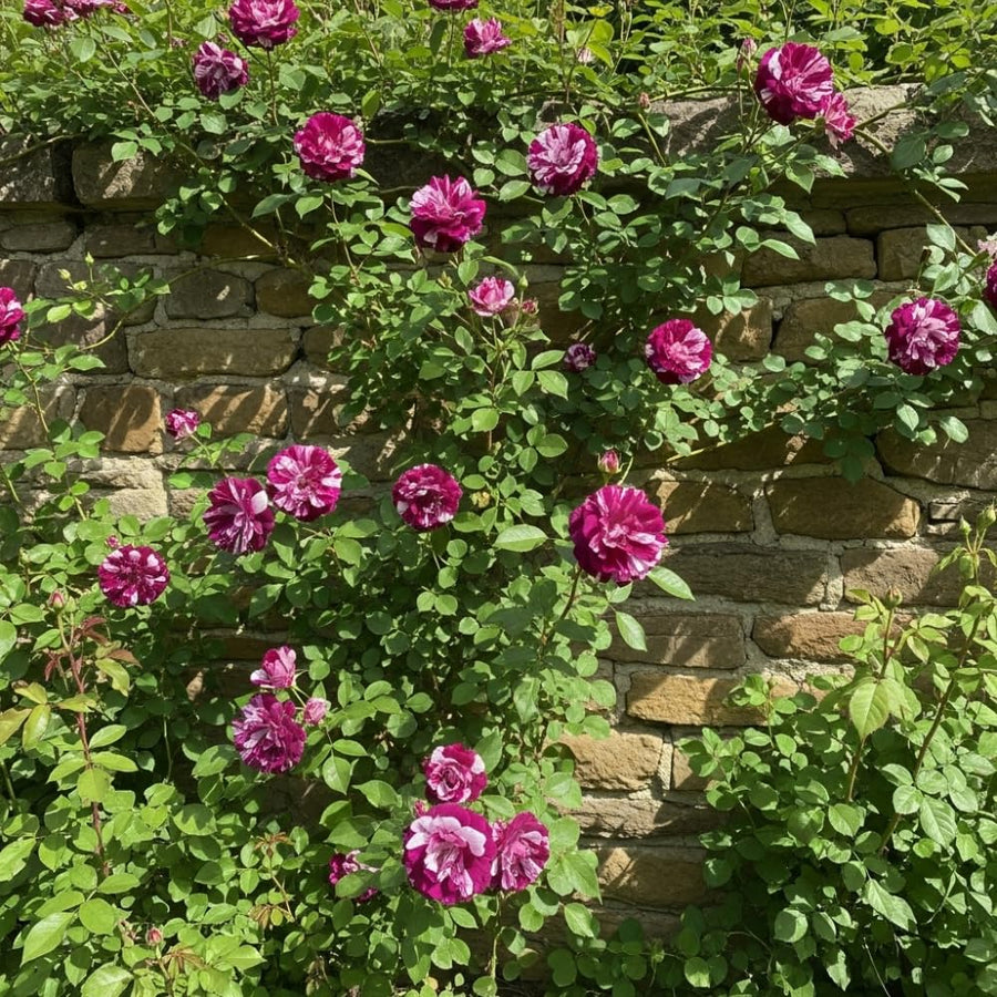 Purple Red-Pink Stripes Climbing Roses Live Plants 7 Months Old, Rose Bushes Ready to Plant 5-9" Tall, Very Fragrant, Can Grow As Climber or Bush Tree or Trellises, Walls, Fences