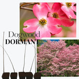 Pack 2 Pink Dogwood Trees Shrubs Bushes, 6-12" Dogwood Trees Live Plants for Planting Outside, Flowering Dogwood Trees Plants, Dormant