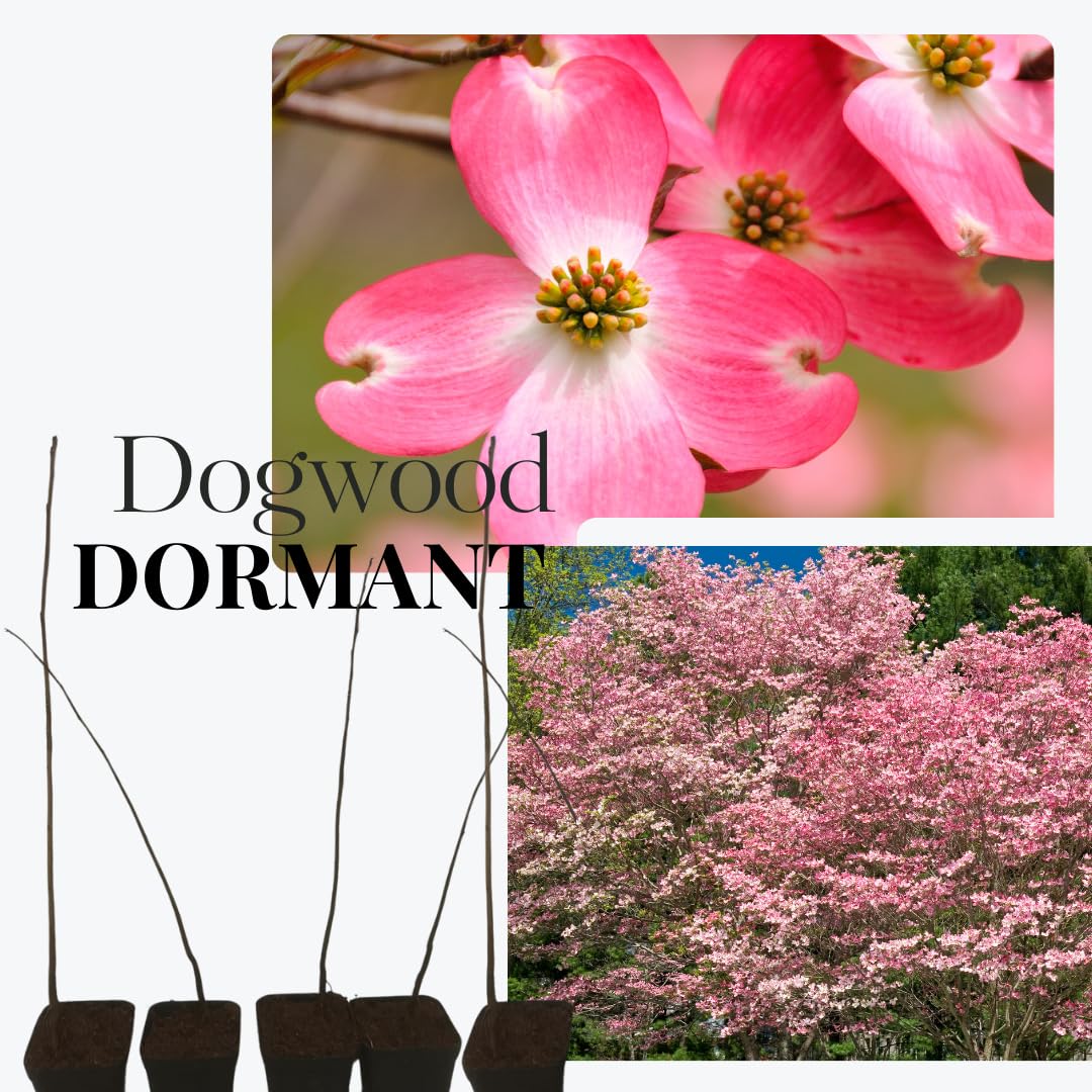 Pack 2 Pink Dogwood Trees Shrubs Bushes, 6-12" Dogwood Trees Live Plants for Planting Outside, Flowering Dogwood Trees Plants, Dormant