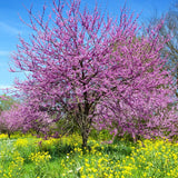 3 Eastern Redbud Trees Live Plants for Early Spring Planting, Dormant Seeding Purple Flowers Red Bud Trees for Growing, 6-12"