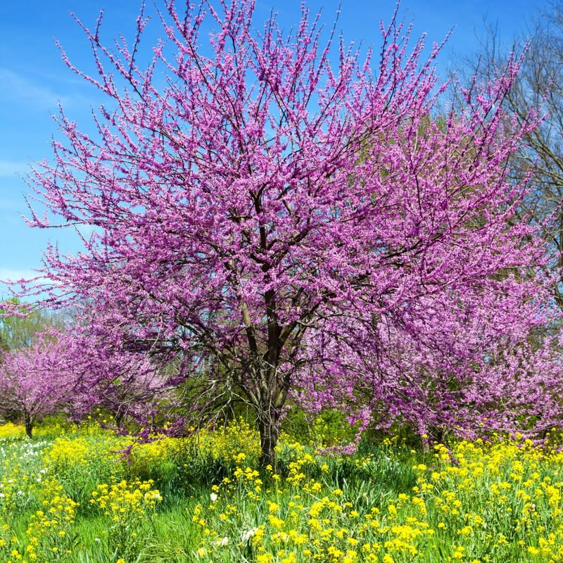 3 Eastern Redbud Trees Live Plants for Early Spring Planting, Dormant Seeding Purple Flowers Red Bud Trees for Growing, 6-12"