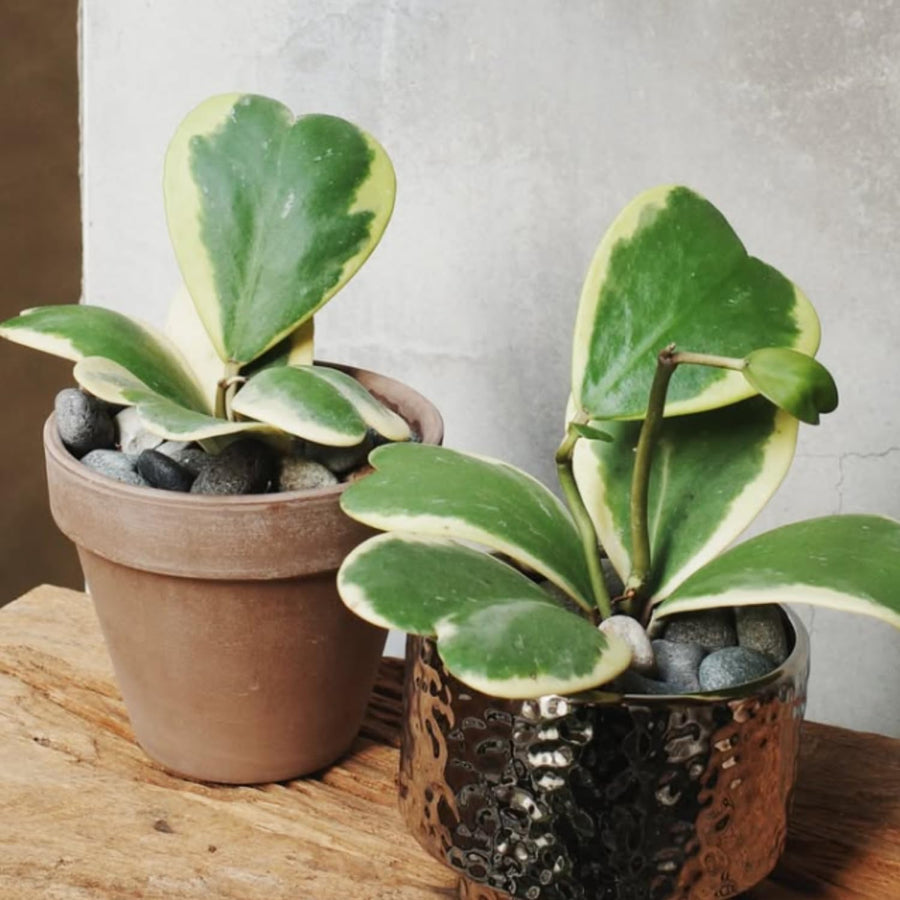Rare Hoya Kerrii Plant Live, Variegated Hoya Heart Plant in 2'' Pot, Succulent Indoor Outdoor Houseplant