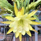 2 Yellow Epiphyllum Orchid Cactus Live Plants, 6-8" in Tall Succulent for Indoor Outdoor Home Decor, Cold Hardy, Spring Planting
