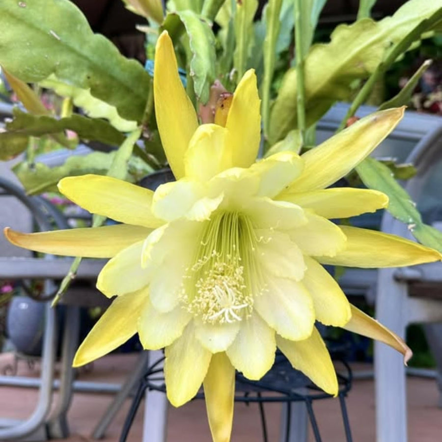 2 Yellow Epiphyllum Orchid Cactus Live Plants, 6-8" in Tall Succulent for Indoor Outdoor Home Decor, Cold Hardy, Spring Planting