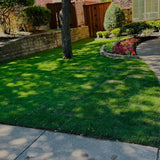 20000 Zoysia Emerald Grass Seeds, Emerald Zoysia Grass for Garden, Zoysia Grass Seeds Perennial Tropical for Growing