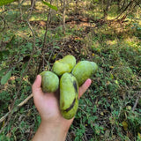 Paw Paw Tree, Pawpaw Tree Live Plant, Cold Hardy Fruit Plant, Bareroots from 8-12 Inches Tall, Ready for Outdoor Garden