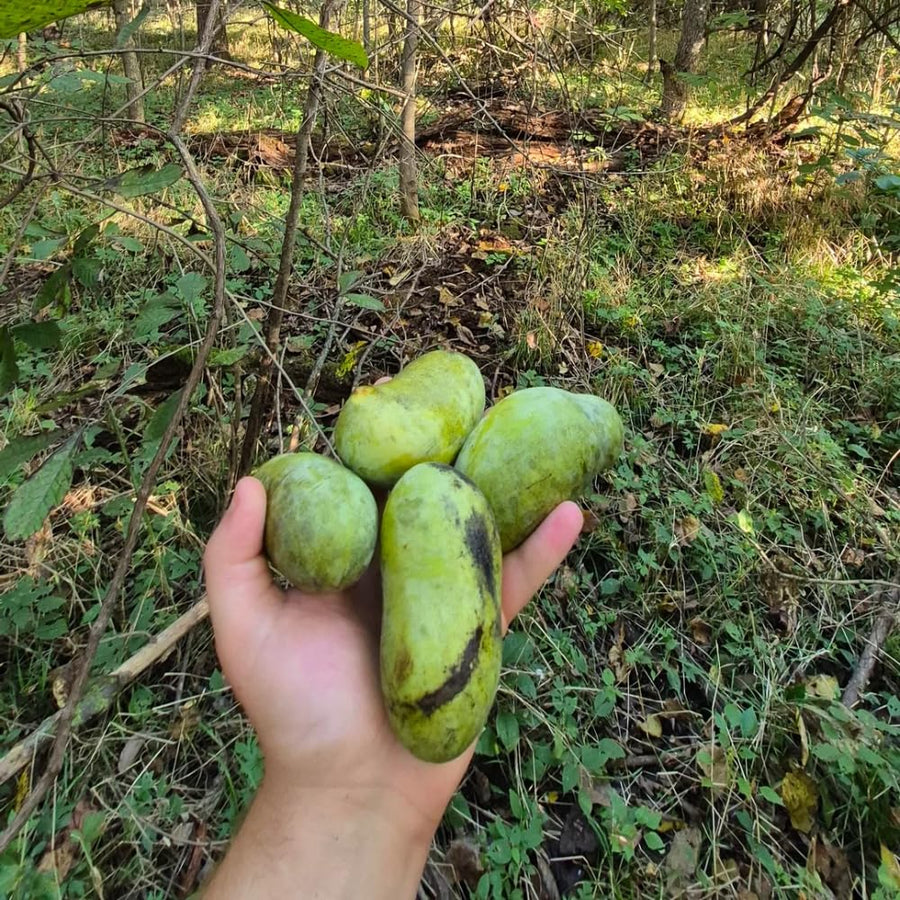 Paw Paw Tree, Pawpaw Tree Live Plant, Cold Hardy Fruit Plant, Bareroots from 8-12 Inches Tall, Ready for Outdoor Garden