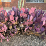 Set 25 Purple Prickly Pear Cactus Seeds, Purple Prickly Pear Seeds, Drought Tolerant Cactus for Planting