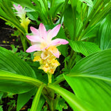 2 Ginger Plants Live for Planting, Tropical Flowering Plant for Garden or Patio, Hardy Ginger Plant No Pot, 5-9" Height (Curcuma Turmeric Ginger Plant)
