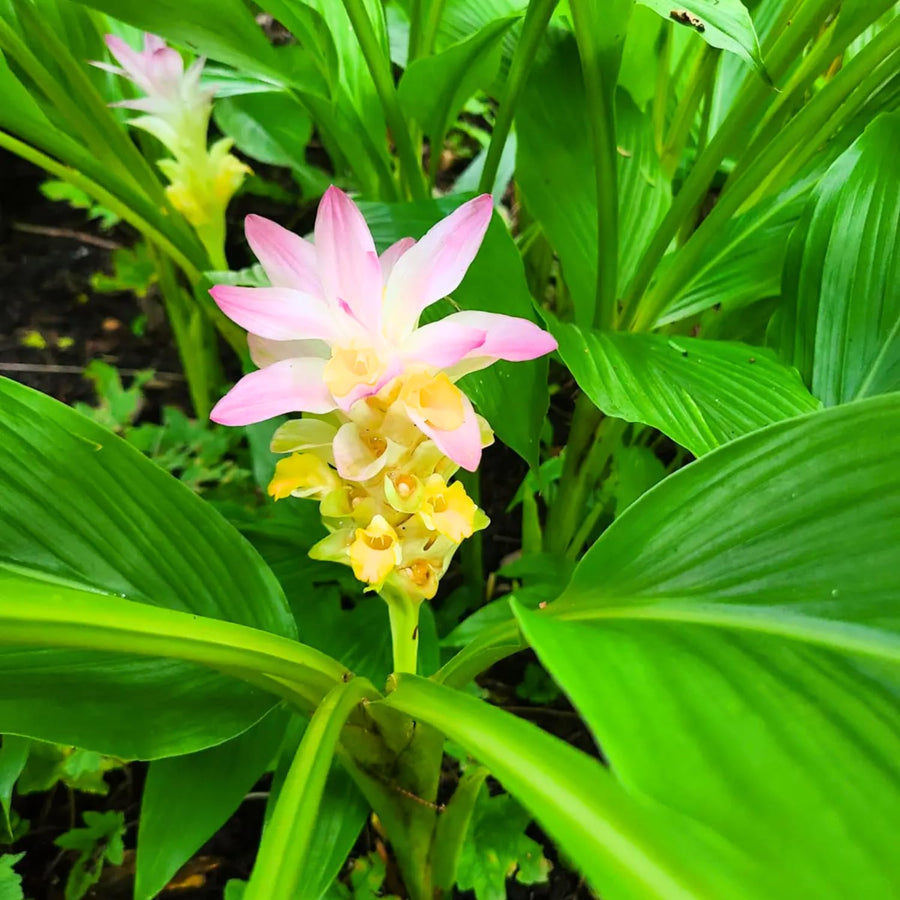 2 Ginger Plants Live for Planting, Tropical Flowering Plant for Garden or Patio, Hardy Ginger Plant No Pot, 5-9" Height (Curcuma Turmeric Ginger Plant)