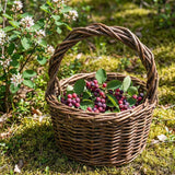 2 Serviceberry Bare Root Plants 14-16 Inches Tall, Cold Hardy Berry Plant for Outdoor Garden, Ready to Grow