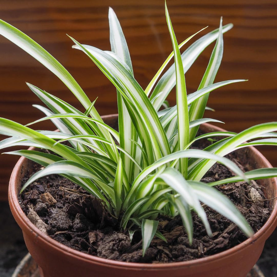 Set of 2 Live Variegated Spider Plants, Curly Spider Houseplant, No Pot, 2-4 Inches Tall for Indoor or Outdoor Planting