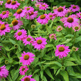 4 Purple Echinacea Plants Live Roots, 4 to 6 Inc Tall, Purple Coneflower Live Plant Flowering Gardening