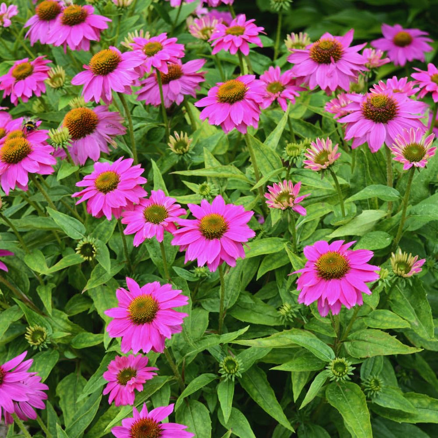 4 Purple Echinacea Plants Live Roots, 4 to 6 Inc Tall, Purple Coneflower Live Plant Flowering Gardening